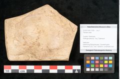 Foto (Objekt + Etikett) von Plantae indet.  (NHMW-GEO-2024-0188-11636)